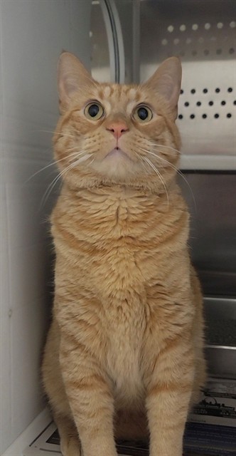 OSCAR