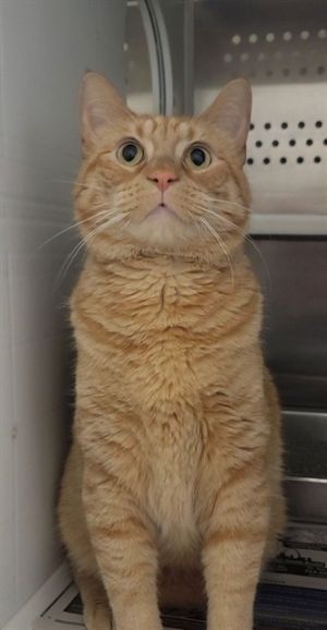 OSCAR, Adult Male Domestic Short Hair