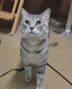 SUMO, Young Male Domestic Short Hair