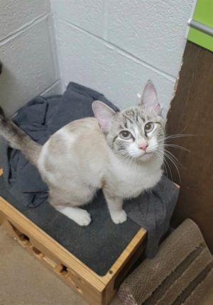 KAIDA, Young Female Siamese