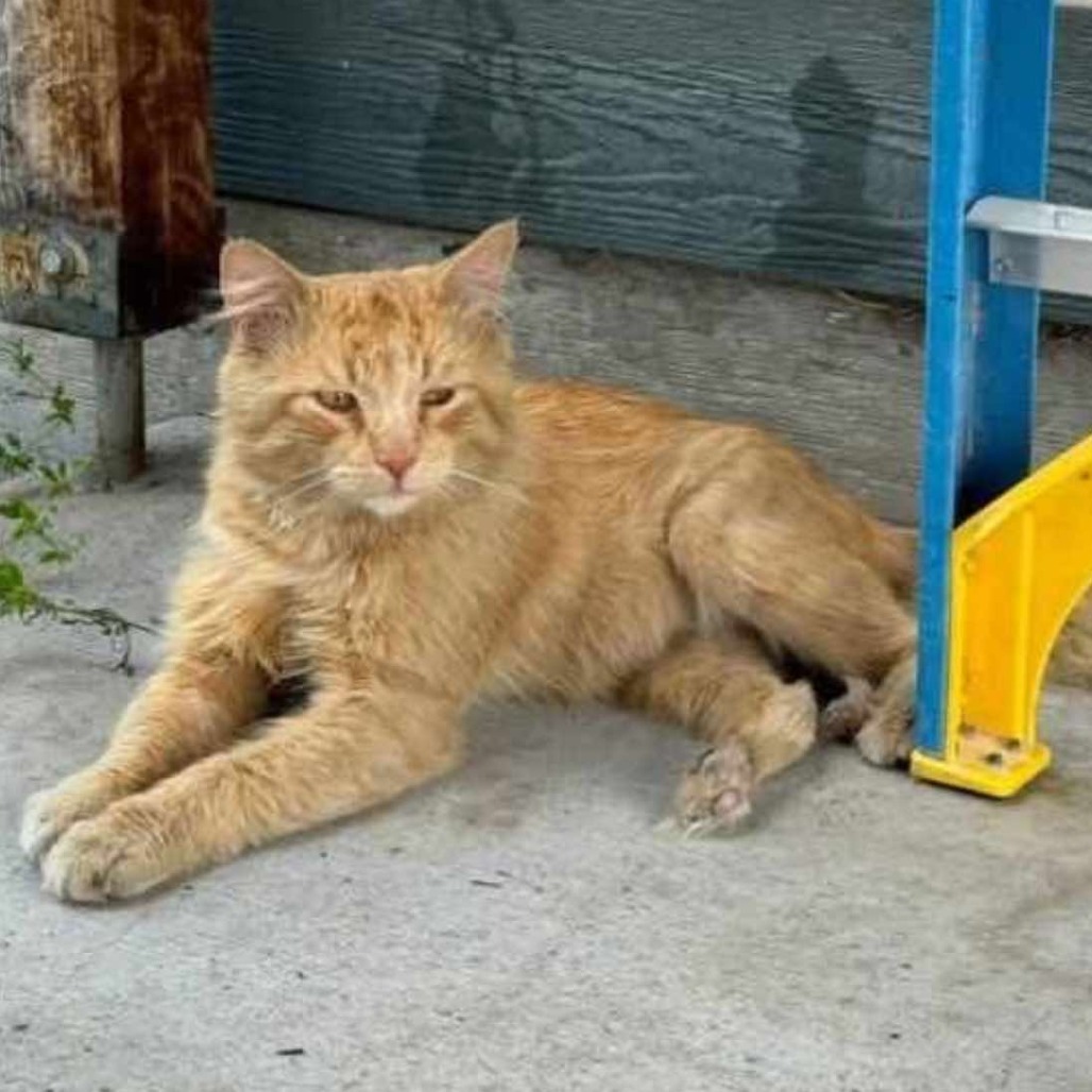 Smirnoff, an adoptable Domestic Medium Hair in Nampa, ID, 83686 | Photo Image 2