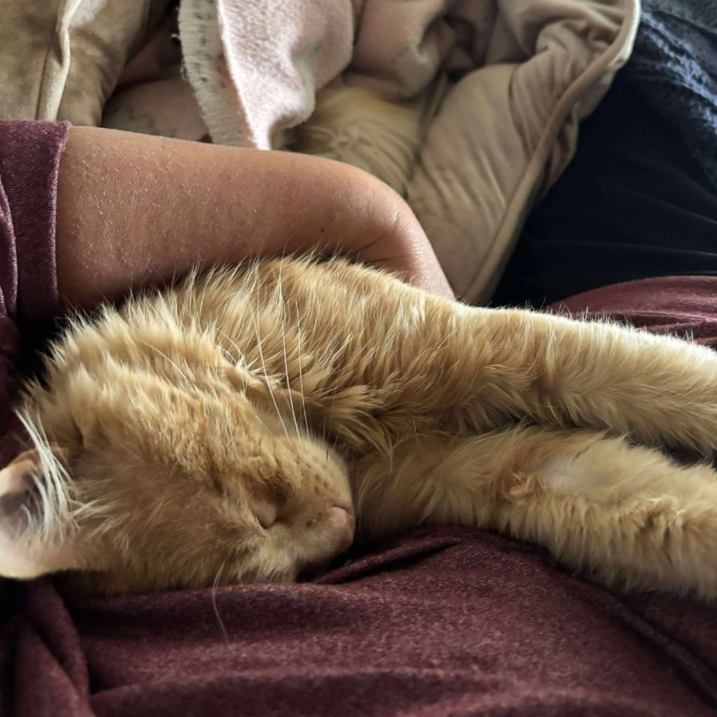 Smirnoff, an adoptable Domestic Medium Hair in Nampa, ID, 83686 | Photo Image 3