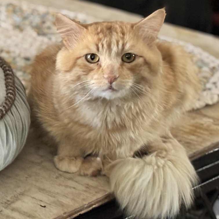 Smirnoff, an adoptable Domestic Medium Hair in Nampa, ID, 83686 | Photo Image 4