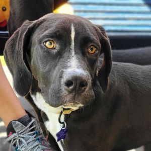 Jett Plott Hound Dog