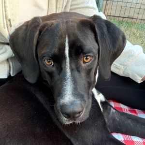 Meet your new best friend This adorable puppy is full of curiosity energy and endless potential 