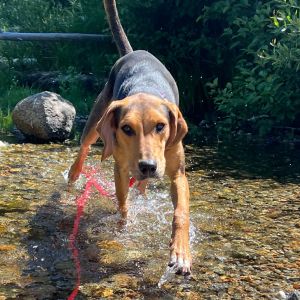 Dottie, Young Female Hound