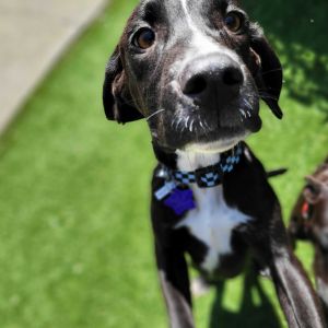 Tonka Plott Hound Dog