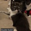 Double Dutch Orr photo 2