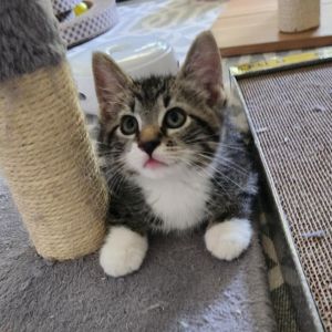 Cheeto Szucs, Baby Male Domestic Medium Hair