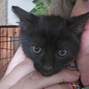 Passion Fruit Orr, Baby Female Domestic Short Hair