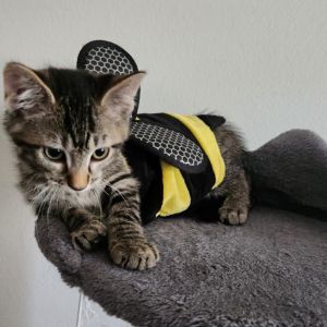 Batman Szucs, Baby Male Domestic Medium Hair