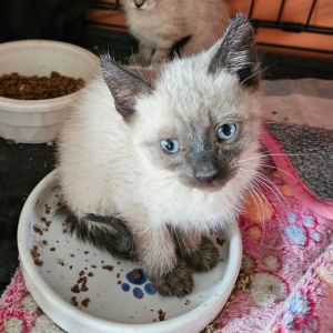 Dragon Fruit Orr, Baby Male Domestic Medium Hair