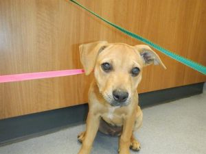 KACEY, Baby Female German Shepherd Dog