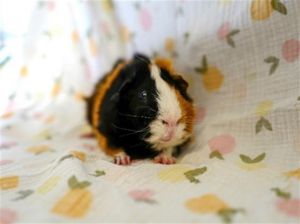 NEO, Adult Male Guinea Pig