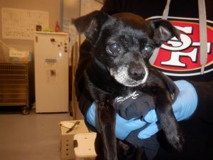 PEBBLES, Senior Female Chihuahua