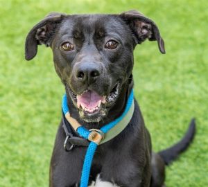 KANO, Young Male Labrador Retriever