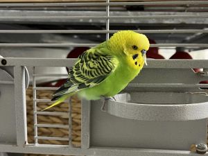 A689336, Adult Male Budgie / Budgerigar
