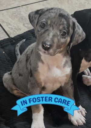 Hey there Im a sweet little 8-week-old boy and Im ready to settle into my forever home Ive been