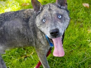 Hi Im Balooa 3-year-old Siberian Husky type dog with icy blue eyes a big heart and a mysterious p