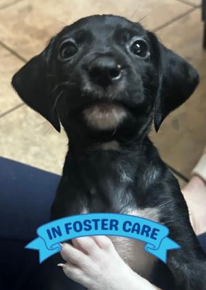 Hiya Im a sweet little 8-week-old girl and Im ready to make a big leap into my forever home Ive