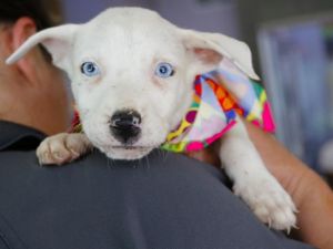 HUDA, Baby Female Labrador Retriever
