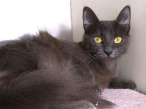 PEPPER ANN, Young Female Domestic Short Hair