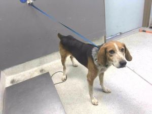 CHET, Adult Male Treeing Walker Coonhound