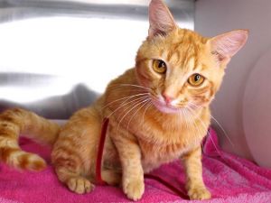 DEXTER Domestic Short Hair Cat