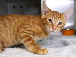 KYO, Young Male Domestic Short Hair