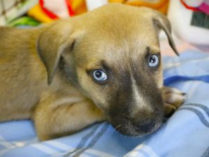 PEPE, Baby Male Labrador Retriever