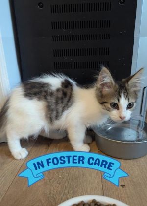 SWEET PEA, Baby Male Domestic Long Hair