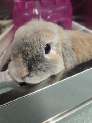 BONNIE, Young Male Bunny Rabbit