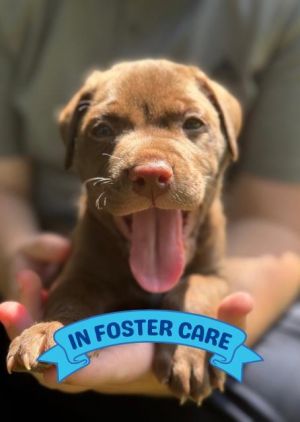 COWBOY, Baby Male Labrador Retriever