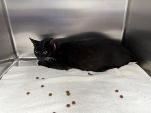 LEXUS, Young Female Domestic Short Hair