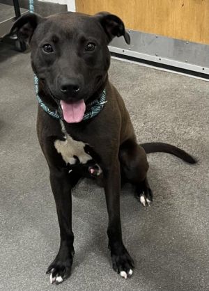 TYSON, Young Male Labrador Retriever