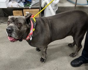 BELLA, Adult Female Cane Corso