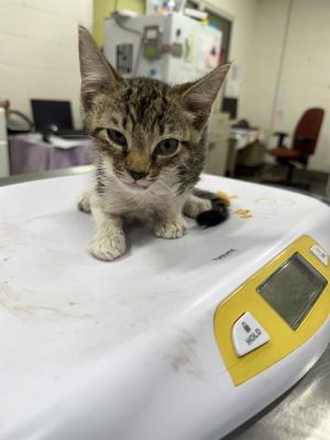FRED, Baby Male Domestic Short Hair