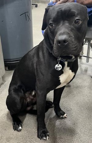 COAL, Young Male Cane Corso