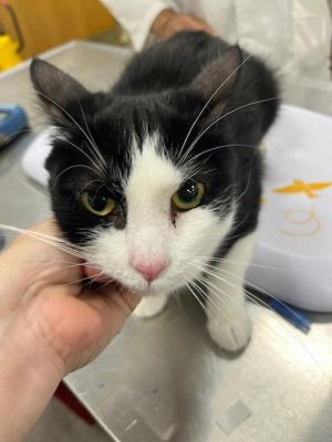 SMOKY, Adult Male Domestic Short Hair