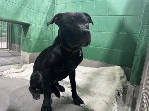BRONX, Adult Male Labrador Retriever