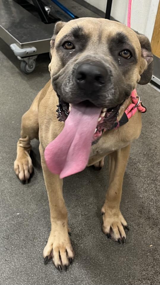 HELGA, an adoptable Cane Corso, Boerboel in Upper Marlboro, MD, 20772 | Photo Image 1
