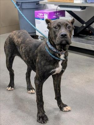 INDONESIA, Young Female Cane Corso