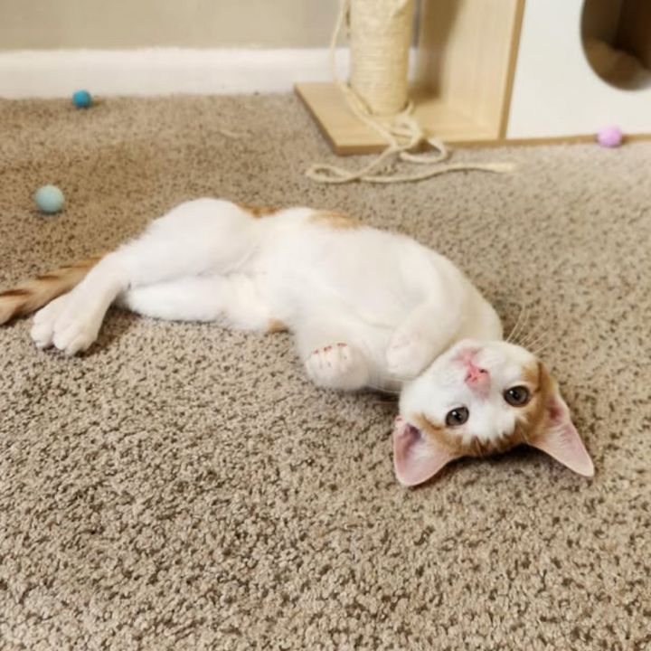 Shrimp 3