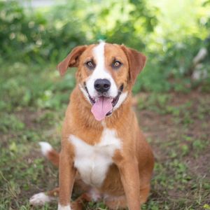 Reef, Adult Male Labrador Retriever