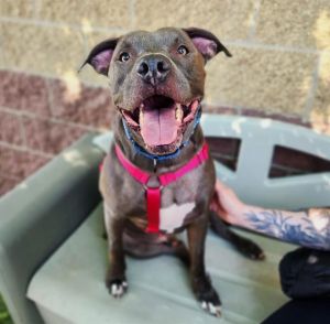 PONY BOY, Adult Male Pit Bull Terrier