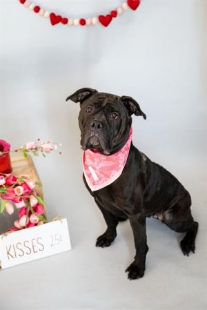 FUDGE, Adult Female Mastiff