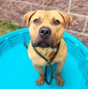 WHOPPER, Young Male Pit Bull Terrier