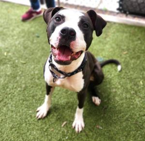 GELATO, Young Female Pit Bull Terrier