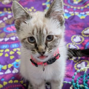 Skye, Baby Female Siamese