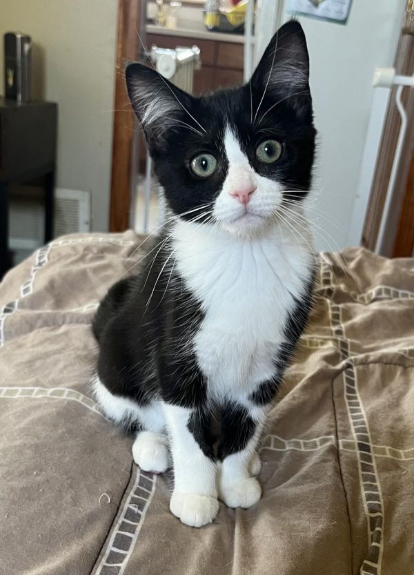 Miso
